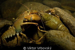 Fight of Noble Cryfish (Astacus astacus) by Viktor Vrbovský 